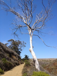 Really liked this tree for some reason
