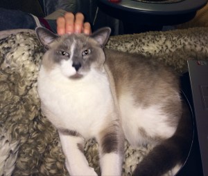 ok, maybe bigger than a kitten