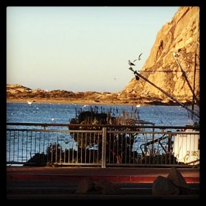 The seagulls were going crazy!