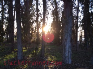 Love the smell of eucalyptus 