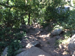 into the forest we go