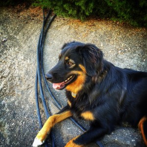 The one dog I am not afraid of right now- Zoey